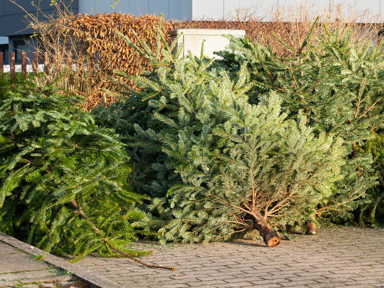 В Киеве начали утилизировать новогодние елки. Куда обращаться