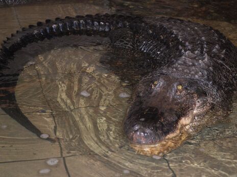 В зоопарке Николаева умер 75-летний крокодил. Он был старейшим животным в зоопарках Украины
