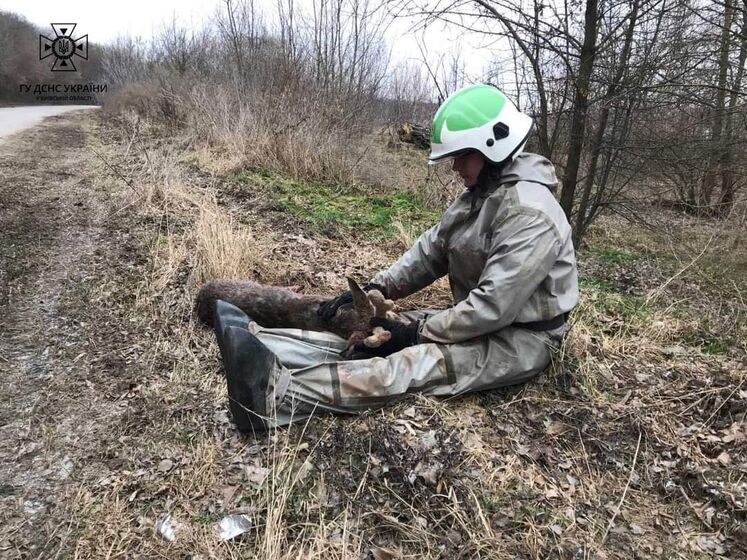 Співробітники ДСНС врятували поранене оленя у Київській області