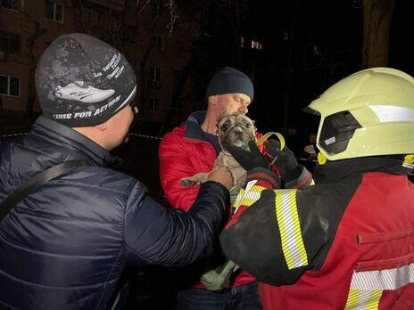 В Запорожье из-под завалов обстрелянного россиянами дома спасли бульдога – ГСЧС