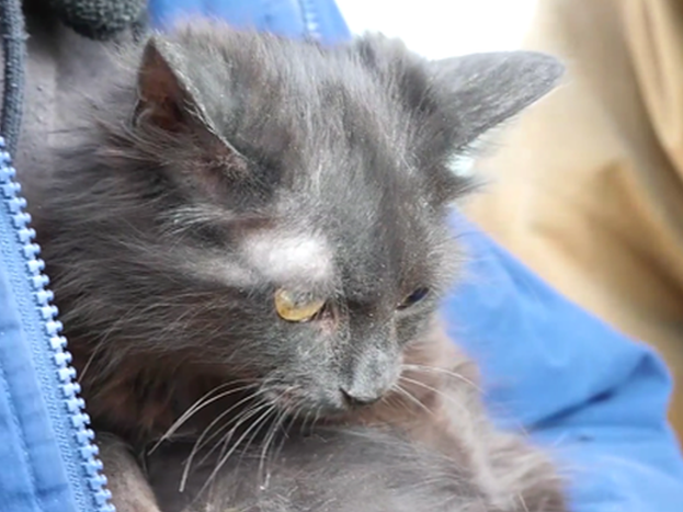 В Запорожье из разрушенного российским обстрелом дома спасли кошку – ГСЧС