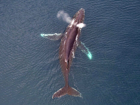 Українські полярники в Антарктиді показали фото китів із дрона