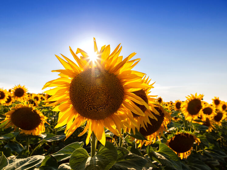 10 найяскравіших ідей для весняного манікюру із трендовими соняшниками. Фото