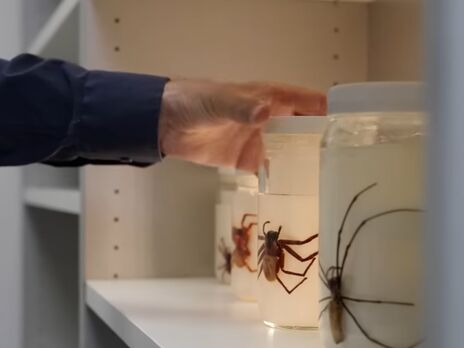 В Австралії науковці виявили рідкісний вид павуків – 