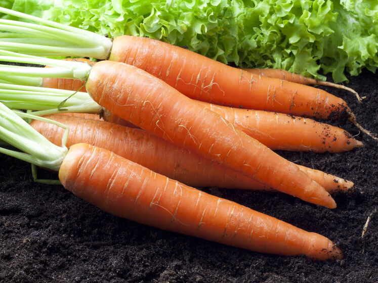 Как сеять морковь, чтобы она взошла. Эксперт рассказала, как выбрать семена, когда их нужно высевать и зачем поливать лунки кипятком