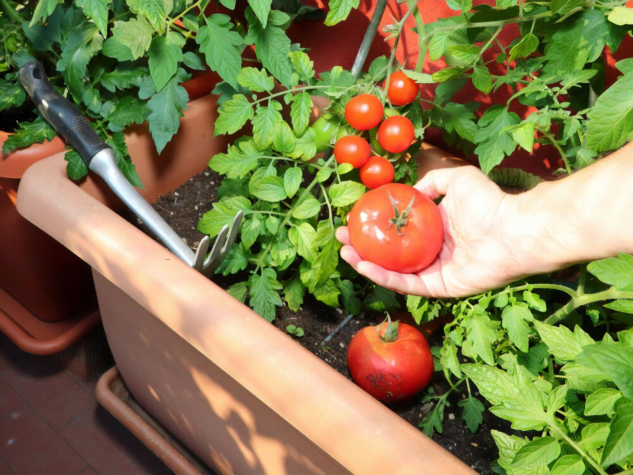 Поради для вирощування помідорів в квартирі