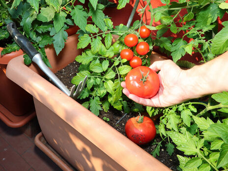 Як виростити помідори в себе у квартирі. Найкращі сорти, правила посіву й догляду
