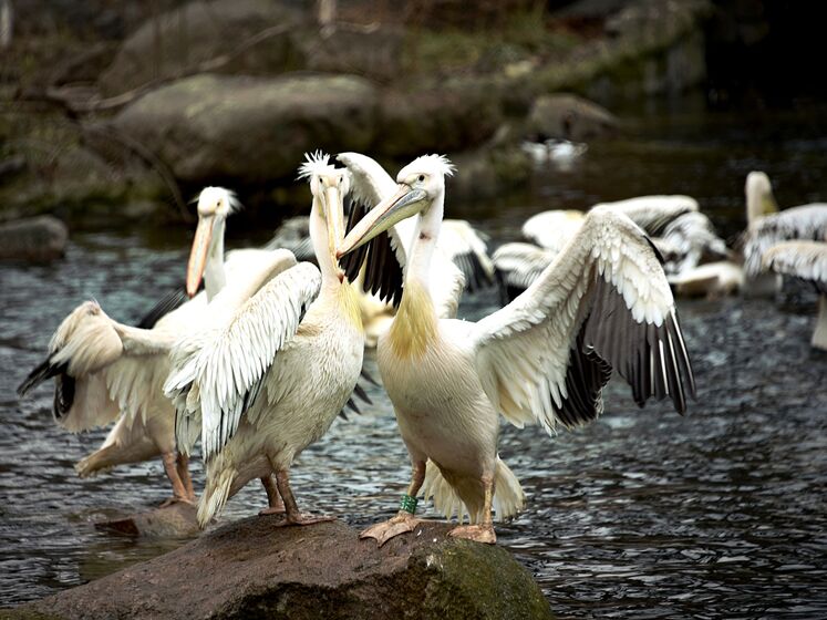 У Київському зоопарку випустили на воду сім'ю пеліканів: 16 рожевих і чотирьох кучерявих. Фото