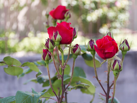 Как ранней весной высадить розы, чтобы они прижились и не замерзли. Советы опытного садовода