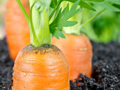 Якщо насіння моркви посіяти відразу в землю, воно переважно не проростає