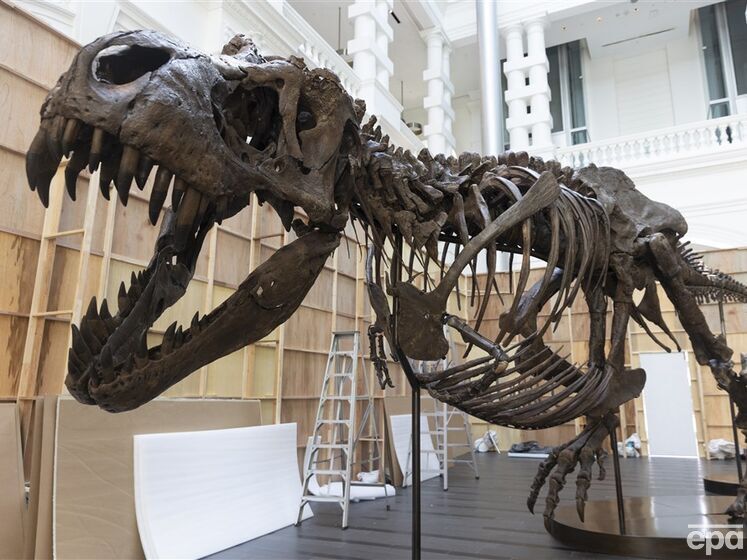 У тиранозаврів могли бути губи. Учені вважають, що уявлення людей про образ цих вимерлих хижаків застаріли