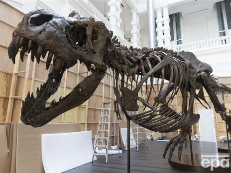 Ученые не согласны с распространенным представление о том, что тираннозавр "зубастый и безгубый" хищник. На фото скелет тираннозавра на выставке в Сингапуре в 2022 году