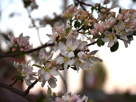 Профилактика парши. Чем обработать яблони и груши весной во время цветения, чтобы осенью можно было 