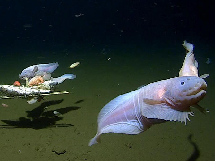 Учені виявили найглибоководнішу рибу. Який вигляд вона має. Відео