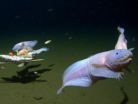 Ученые обнаружили самую глубоководную рыбу. Как она выглядит. Видео