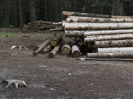 Оккупанты активно вывозят лес-кругляк из Украины и срывают посевную – Маляр