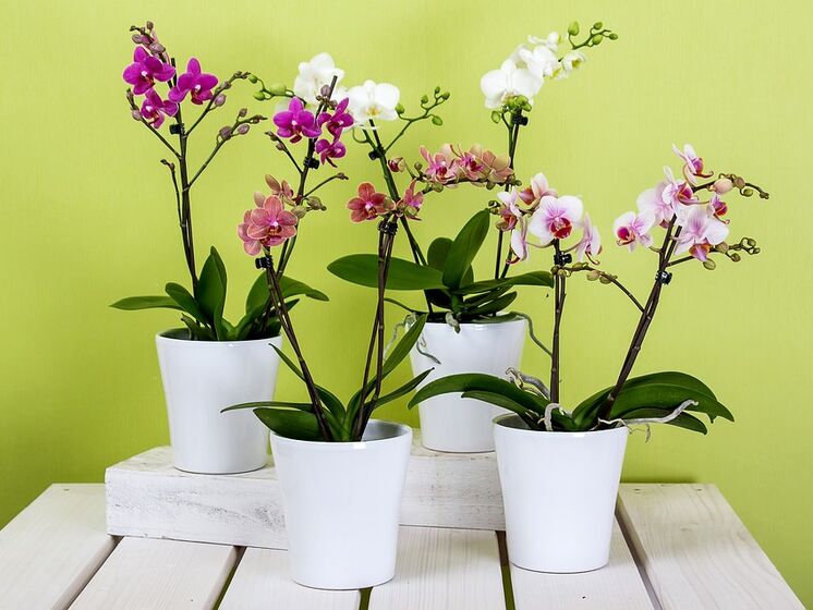 Как ухаживать за орхидеями, чтобы они часто цвели