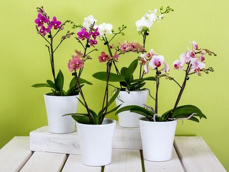 Як доглядати орхідеї, щоб вони часто цвіли