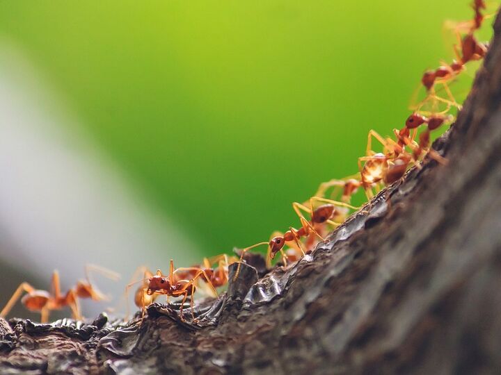 Как защитить деревья от муравьев. Надежный способ без химикатов
