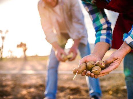Як не треба садити картоплю. Експерт назвав п'ять помилок, через які можна залишитися без урожаю