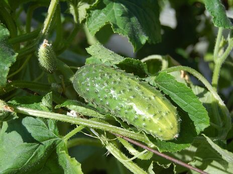 Что сделать, чтобы огурцы не горчили