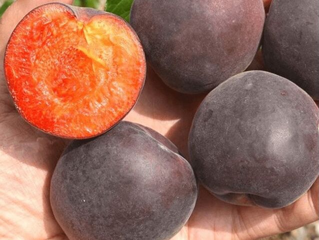 Черный абрикос. Садоводы рассказали о главных преимуществах сорта, который дает темно-фиолетовые плоды с оранжевой мякотью