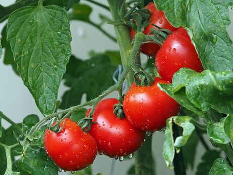 Как получить сладкие плоды томатов. Названы эффективные удобрения