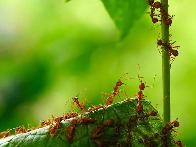 Оставьте это возле муравейника, чтобы навсегда избавиться от муравьев на участке. Рецепт эффективного средства для защиты урожая