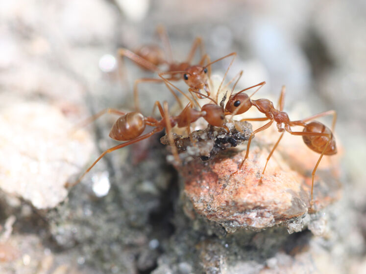 Посипте цим мурашник, і мурахи підуть самі. Експерт назвав простий і безпечний засіб для захисту дачної ділянки