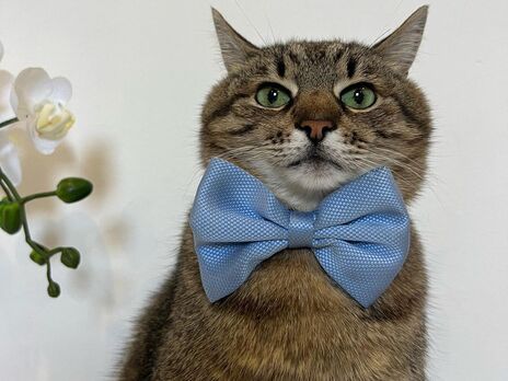 Кіт Степан у Харкові одружився з кішкою-француженкою і показав свідоцтво про шлюб. Обраниця кота-блогера молодша за нього на 13 років
