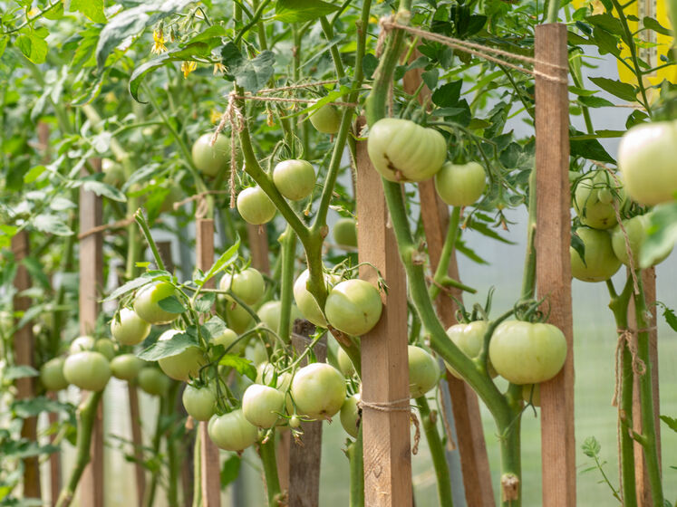 Не садите помидоры рядом с этими культурами, иначе будет плохой урожай. Названы пять худших соседей томатов