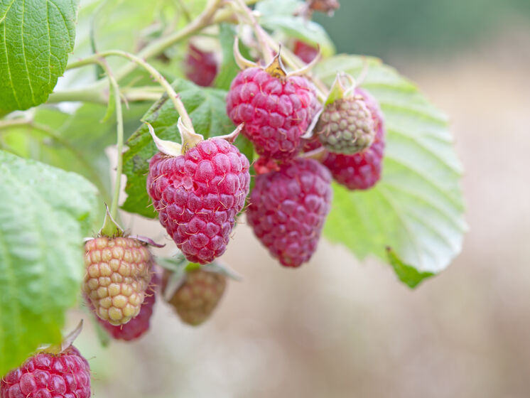 Малина даст щедрый урожай сладких ягод, если в мае сделать эту подкормку. Садоводы рассказали об эффективном органическом удобрении