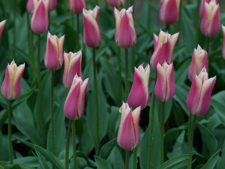 Изображения по запросу Клумба тюльпанами