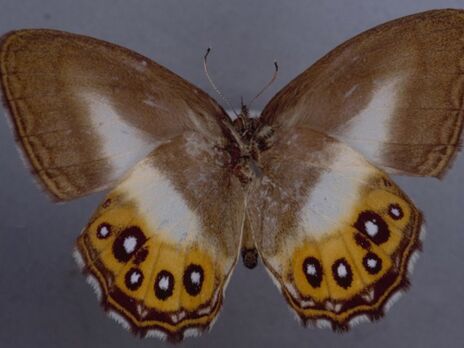 Ученые назвали новый род бабочек в честь персонажа 