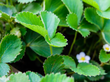 Приготовьте в мае для клубники эту подкормку – и летом будет щедрый урожай. Эксперт рассказал, как ухаживать за кустами во время цветения