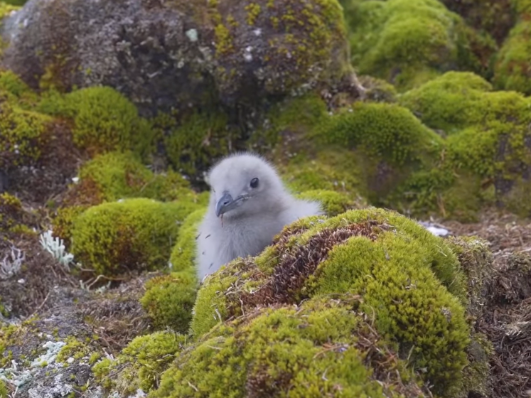 "Миле і пухнасте". В антарктичному центрі показали пташеня "головного хижака" Антарктиди. Відео