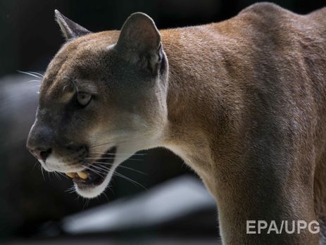 Канадец сразился с пумой, чтобы спасти свою собаку