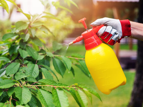 Названа температура воздуха, при которой нельзя делать листовую подкормку плодовых деревьев