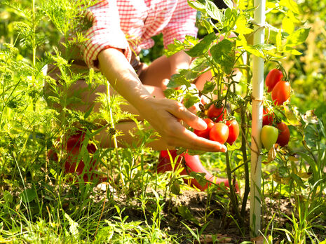 Для чого потрібно обривати листя помідорів і як це робити
