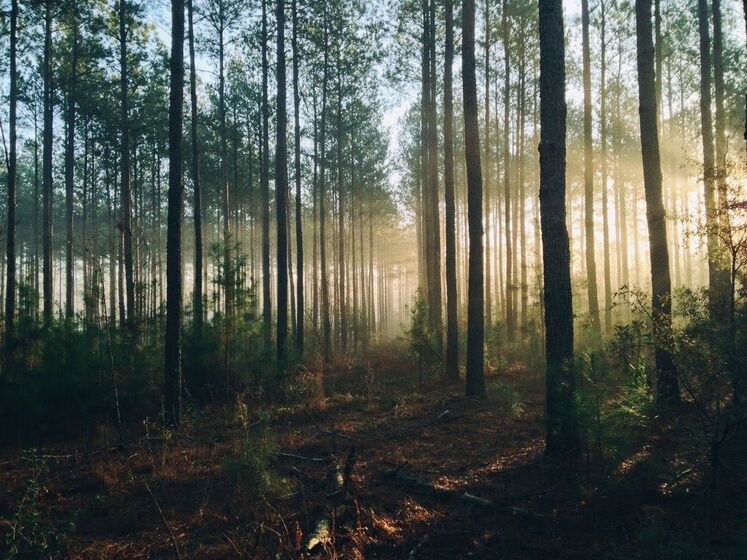 У Києві за відвідування лісів штрафуватимуть на "кілька тисяч гривень" – КМДА
