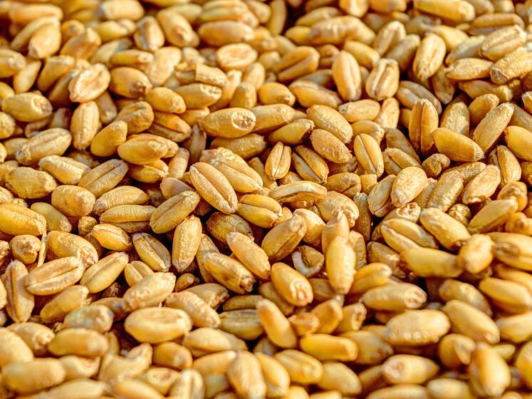 Після продовження "зернової ініціативи" у світі знизилися ціни на пшеницю