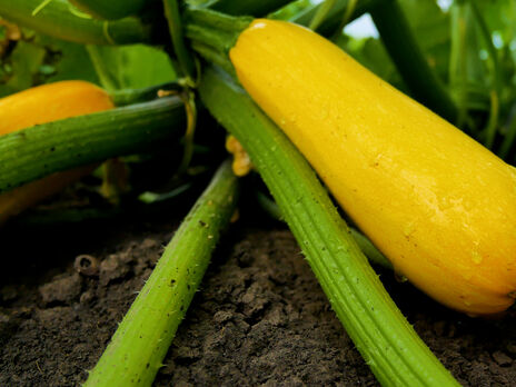 Посадите кабачки в мае по этим правилам – и летом будет богатый урожай. Эксперт рассказала, в каких условиях эта культура щедро плодоносит