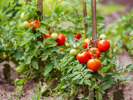Не робіть помилок під час поливання томатів. Досвідчена городниця розповіла, як правильно поливати помідори