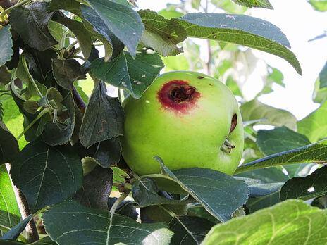 Якщо в червні обсипаються зелені плоди – обробіть сад цим інсектицидом. Експерти розповіли, як захистити врожай яблук і груш від плодожерки