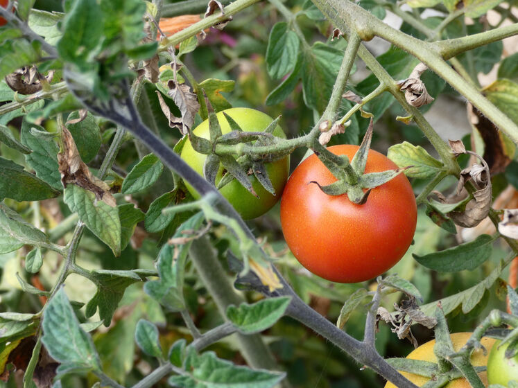Якщо на томатах закрутилося все листя – приготуйте їм це підживлення. Експерт розповів, як урятувати врожай томатів