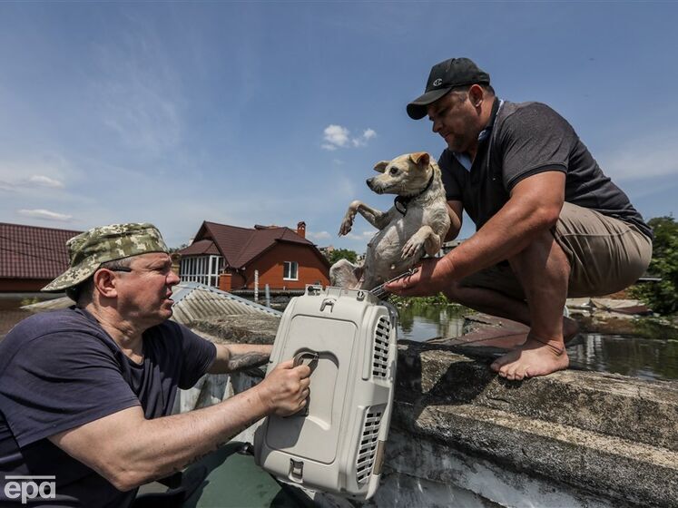 Patron Pet Center візьме на утримання домашніх тварин із зони лиха у Херсонській області