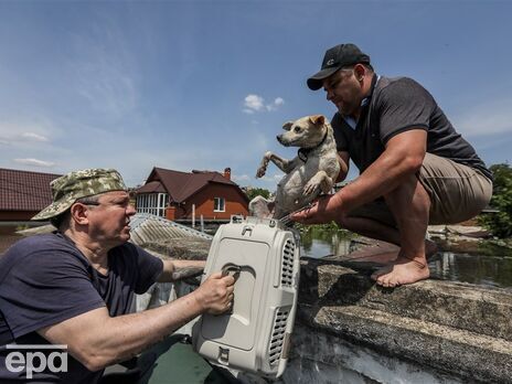 Patron Pet Center примет на содержание домашних животных из зоны бедствия в Херсонской области