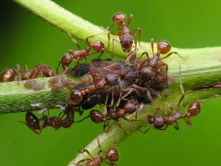 Посипте цим навколо мурашника – і мурахи зникнуть із городу назавжди. Експерти розповіли, як боротися з комахами без хімії