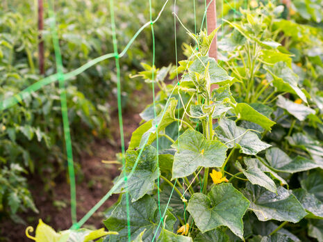 Этот метод позволяет увеличить урожай огурцов в несколько раз. Огородница рассказала, как формировать стебли