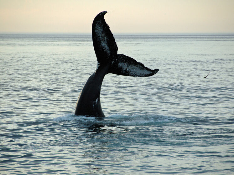 "Китова п'ятиповерхівка". В антарктичному центрі показали стрибок кита. Відео